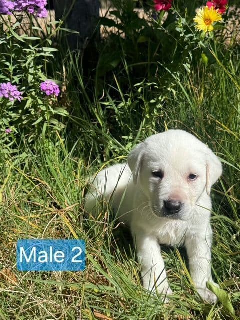 1 Male & 1 Female Yellow Labrador Retriever Puppies, Champion Lineage breeder image 3