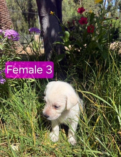 1 Male & 1 Female Yellow Labrador Retriever Puppies, Champion Lineage breeder image 4