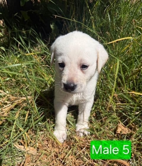 1 Male & 1 Female Yellow Labrador Retriever Puppies, Champion Lineage breeder image 6