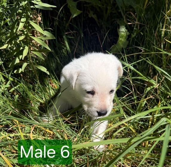 1 Male & 1 Female Yellow Labrador Retriever Puppies, Champion Lineage breeder image 7