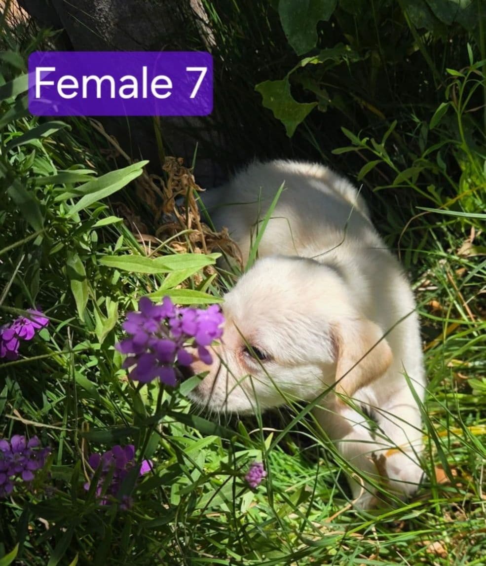 1 Male & 1 Female Yellow Labrador Retriever Puppies, Champion Lineage breeder image 8