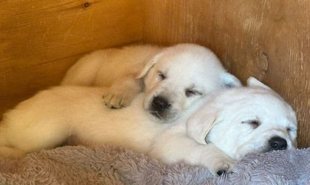 1 Male & 1 Female Yellow Labrador Retriever Puppies, Champion Lineage breeder image 10