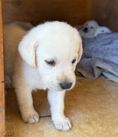 1 Male & 1 Female Yellow Labrador Retriever Puppies, Champion Lineage breeder image 11