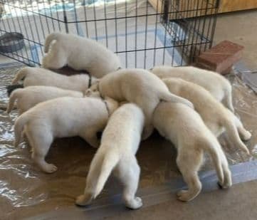 1 Male & 1 Female Yellow Labrador Retriever Puppies, Champion Lineage breeder image 12