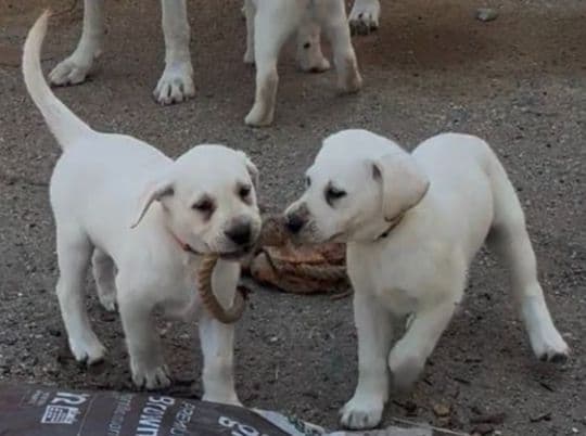 1 Male & 1 Female Yellow Labrador Retriever Puppies, Champion Lineage media 14