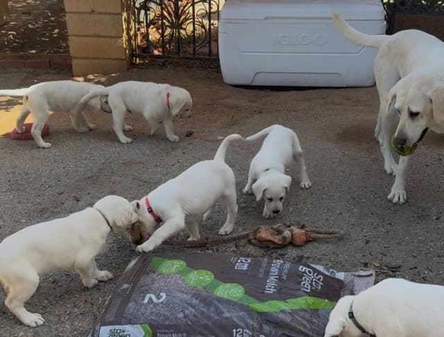 1 Male & 1 Female Yellow Labrador Retriever Puppies, Champion Lineage media 15