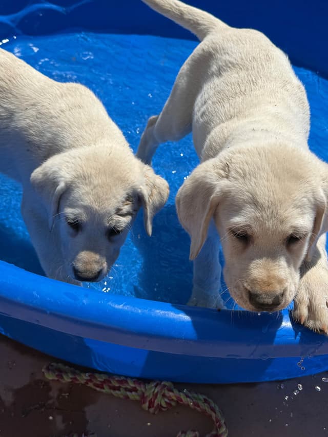 1 Male & 1 Female Yellow Labrador Retriever Puppies, Champion Lineage media 17