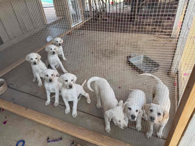 1 Male & 1 Female Yellow Labrador Retriever Puppies, Champion Lineage media 16