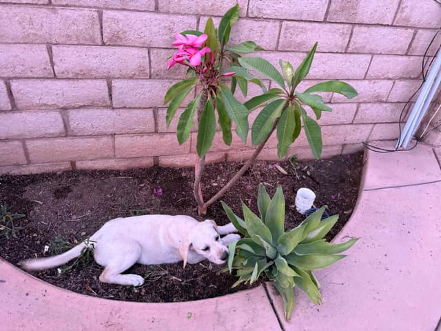 1 Male & 1 Female Yellow Labrador Retriever Puppies, Champion Lineage media 20