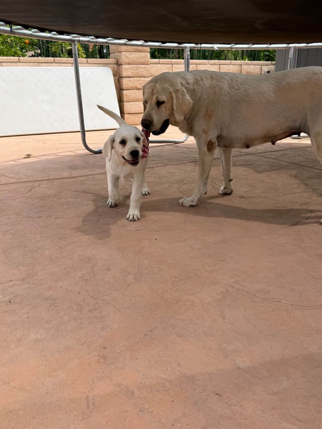 1 Male & 1 Female Yellow Labrador Retriever Puppies, Champion Lineage media 23