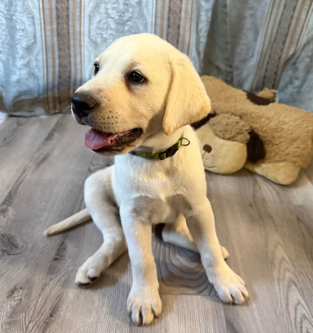1 Male & 1 Female Yellow Labrador Retriever Puppies, Champion Lineage media 24
