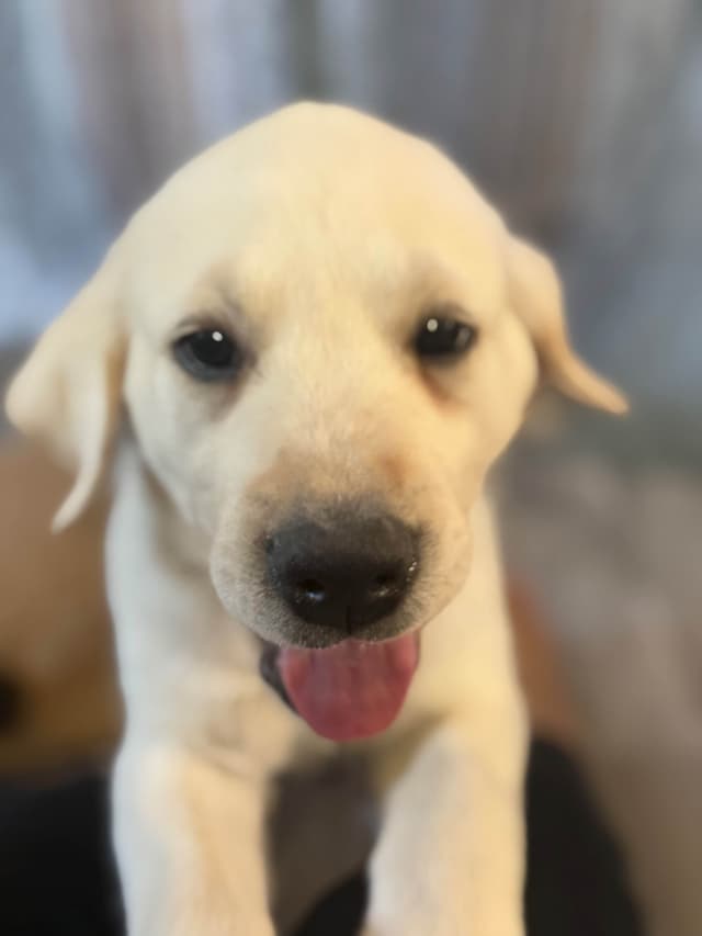 1 Male & 1 Female Yellow Labrador Retriever Puppies, Champion Lineage media 25