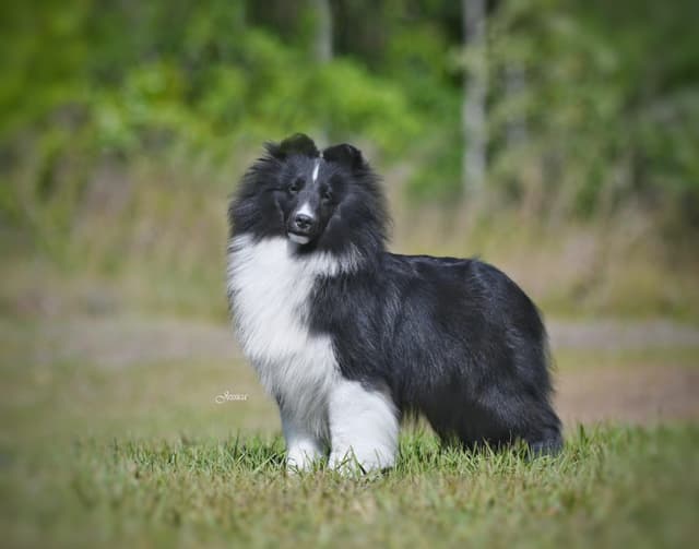 Shetland Sheepdog Puppies media 2