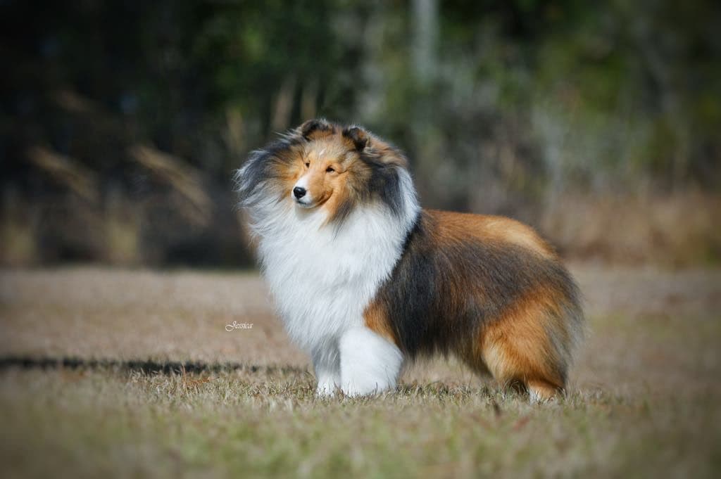Shetland Sheepdog Puppies breeder image 1