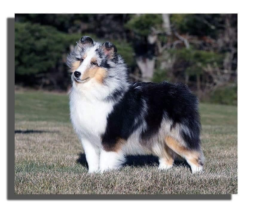 Shetland Sheepdog Puppies breeder image 2
