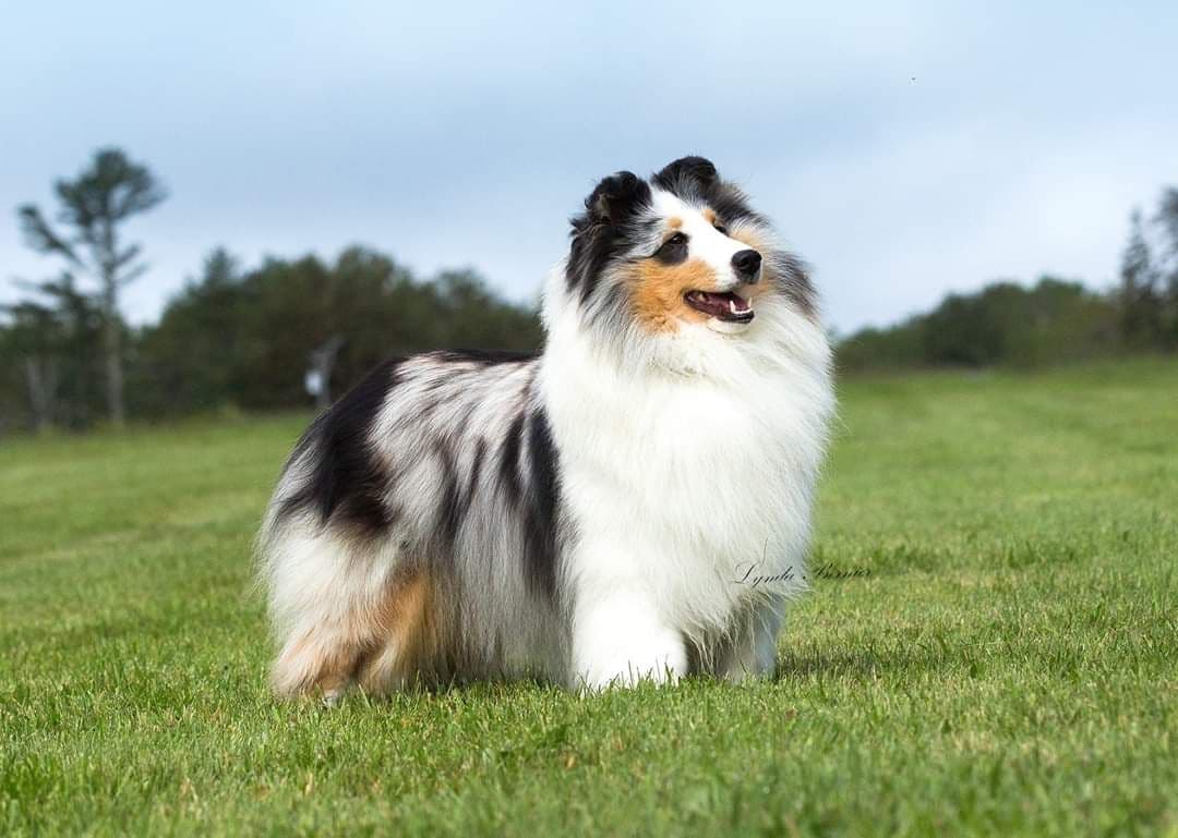 Shetland Sheepdog Puppies breeder image 3