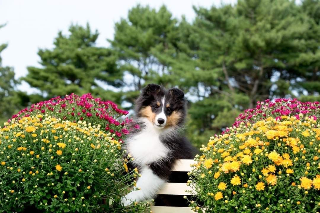 Shetland Sheepdog Puppies breeder image 4