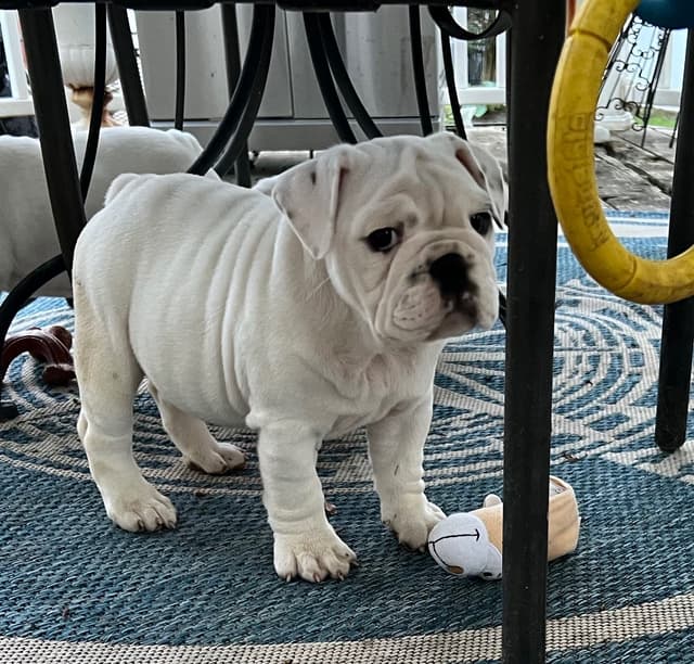 Bulldog Puppies media 2