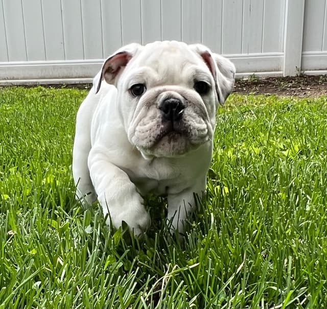 Bulldog Puppies media 3