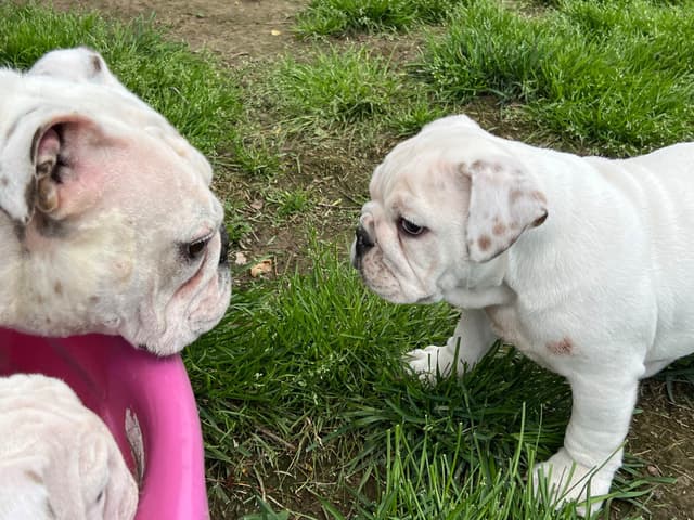 Bulldog Puppies media 4