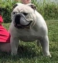 Bulldog Puppies media 5