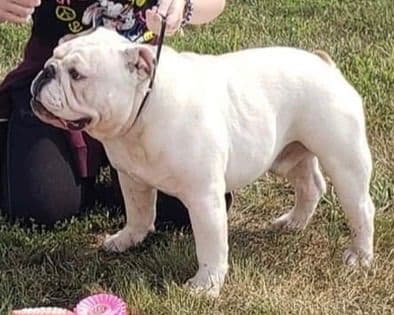 Bulldog Puppies media 6