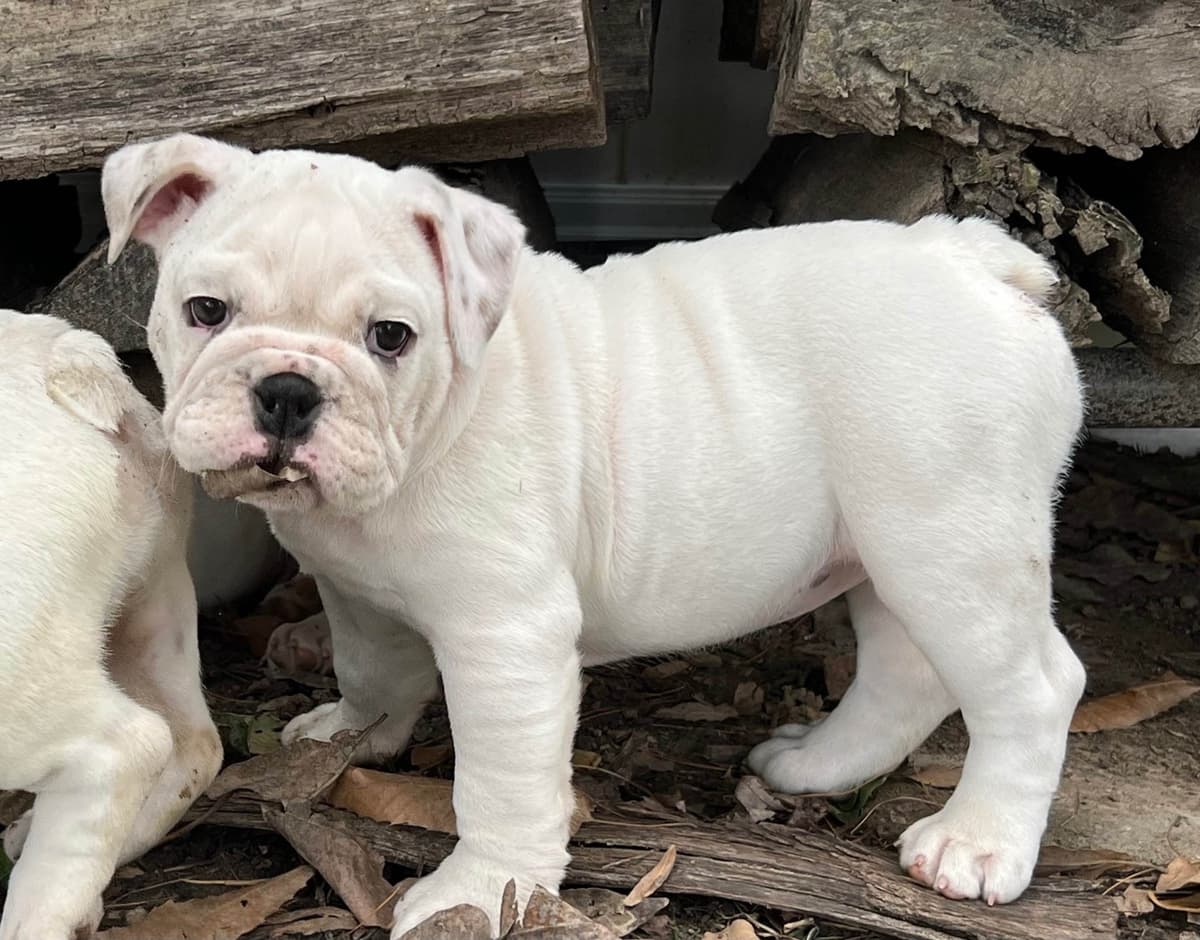 Bulldog Puppies breeder image 4