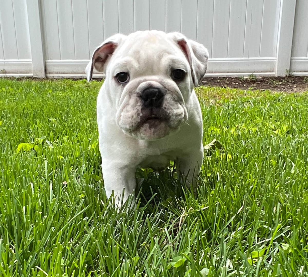 Bulldog Puppies breeder image 5