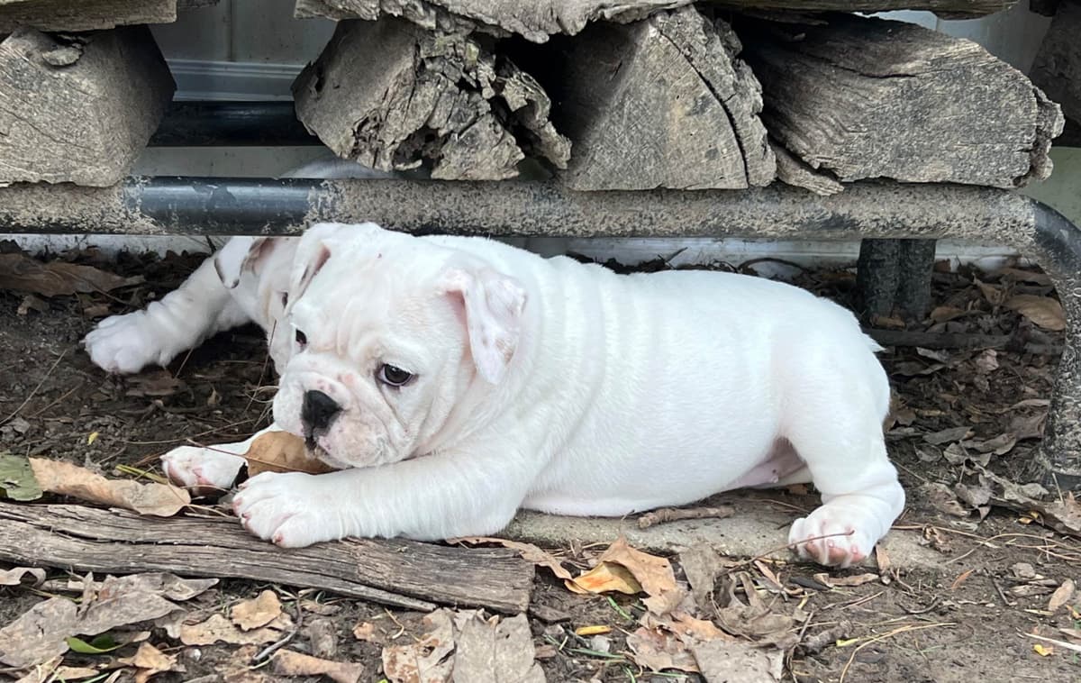 Bulldog Puppies breeder image 3