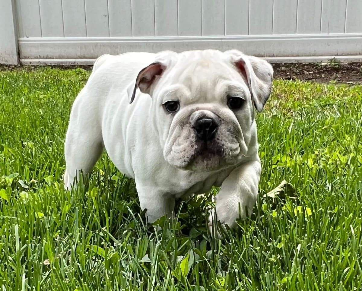Bulldog Puppies breeder image 6