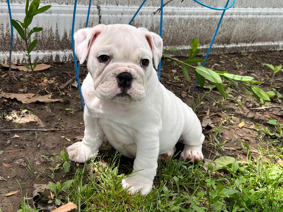 Bulldog Puppies breeder image 1