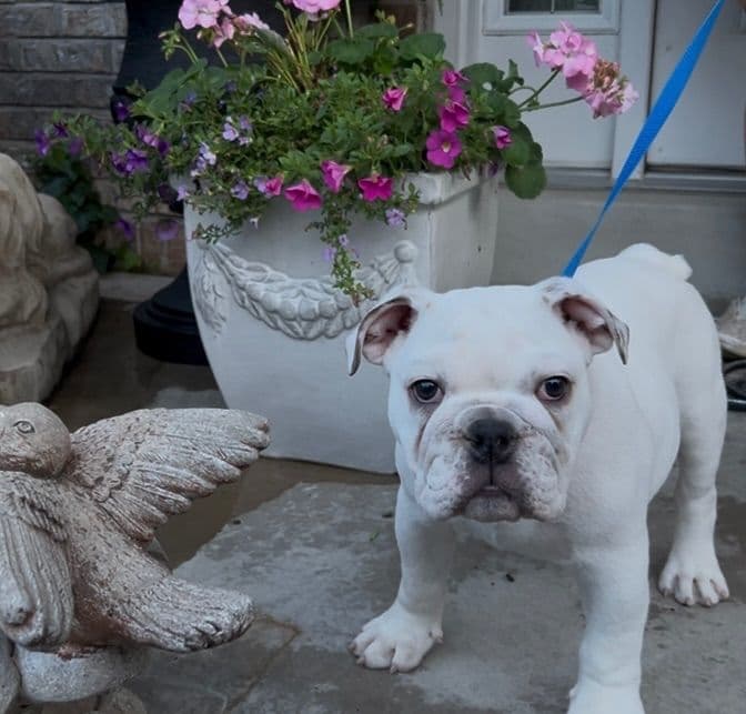 Bulldog Puppies breeder image 7