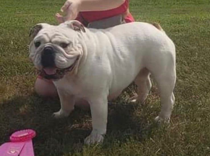 Bulldog Puppies breeder image 9