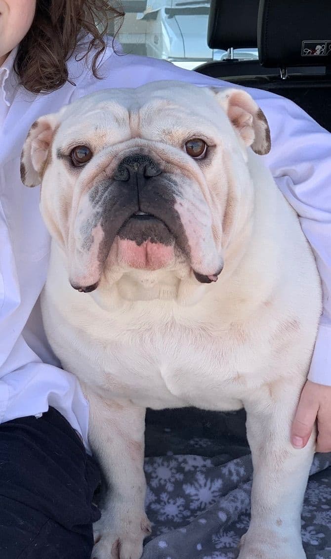 Bulldog Puppies breeder image 11