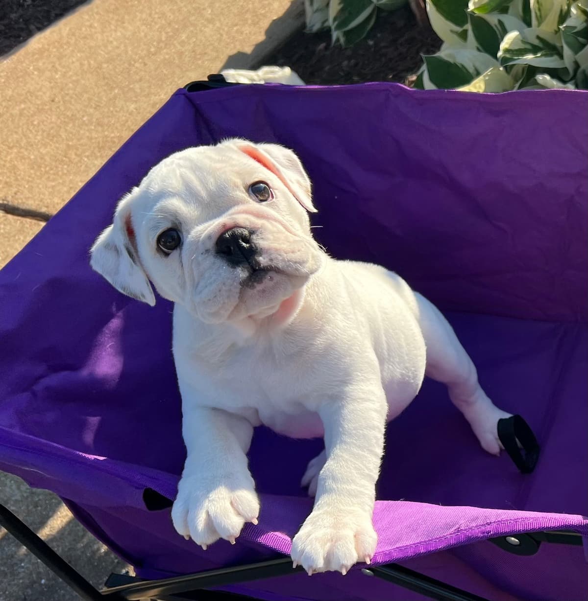 Bulldog Puppies breeder image 8