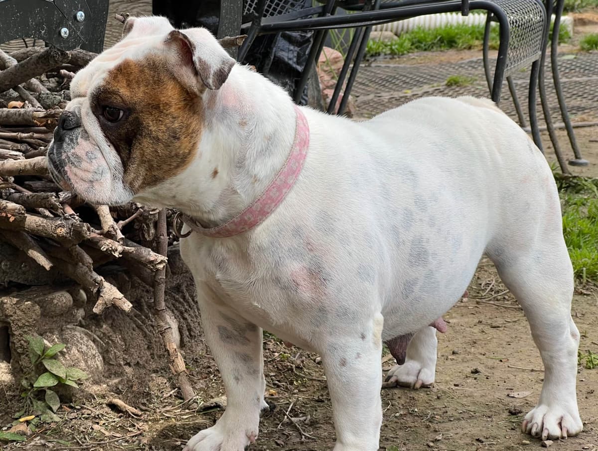 Bulldog Puppies breeder image 12