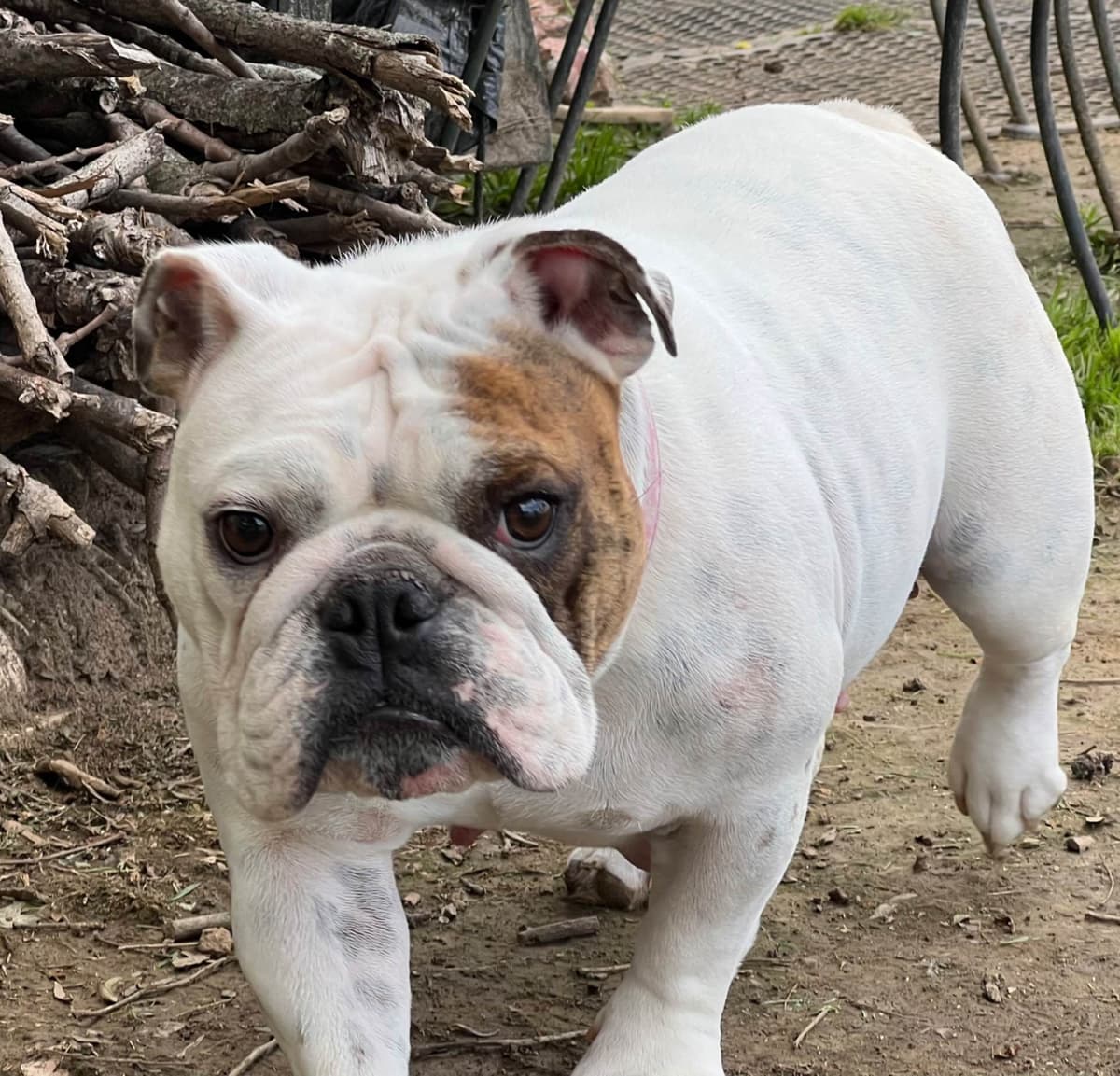 Bulldog Puppies breeder image 13