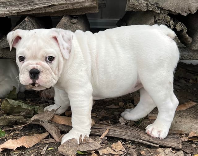 Bulldog Puppies media 11