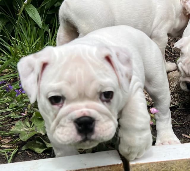 Bulldog Puppies media 12