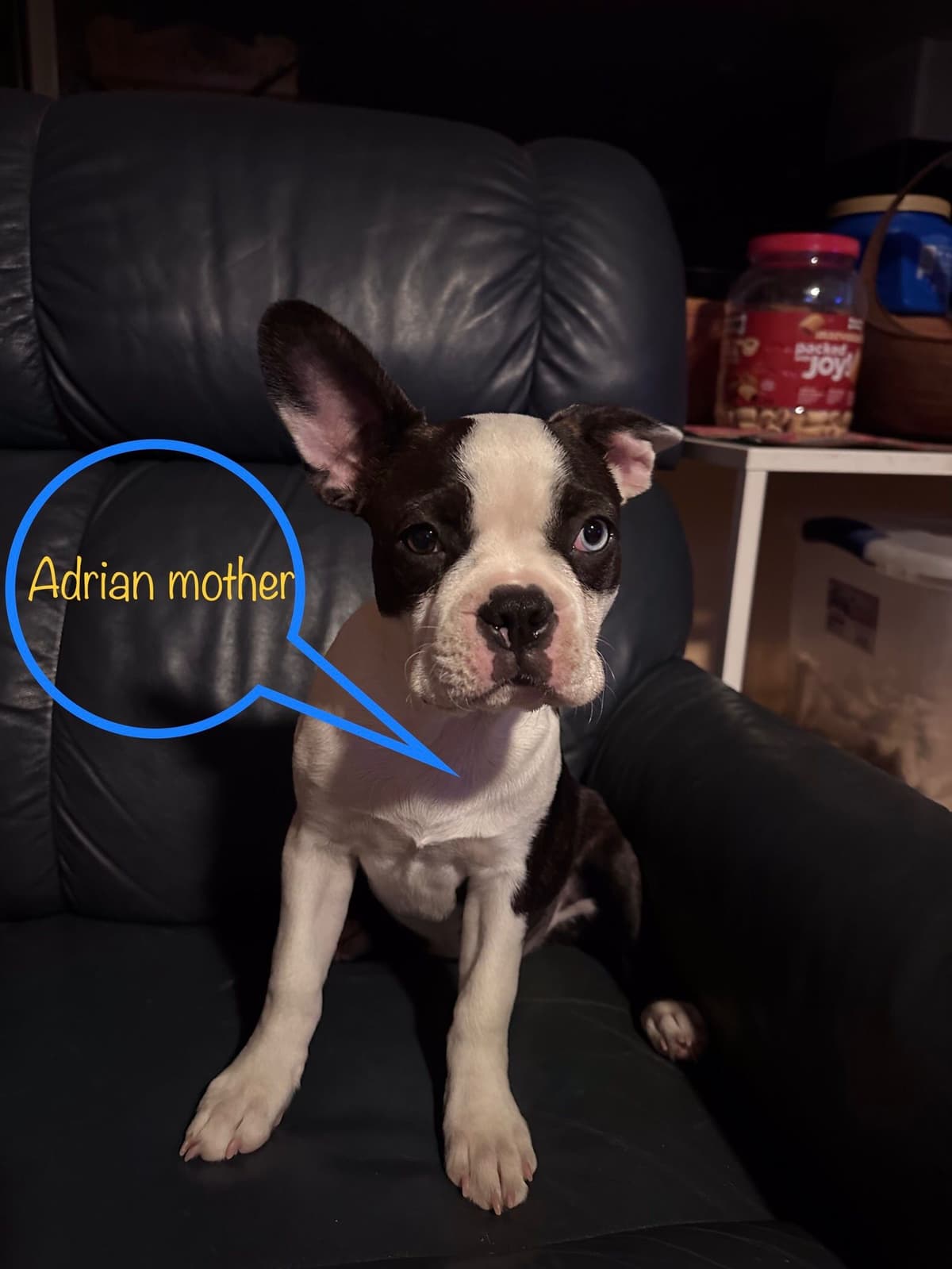 Boston Terrier Puppies breeder image 1