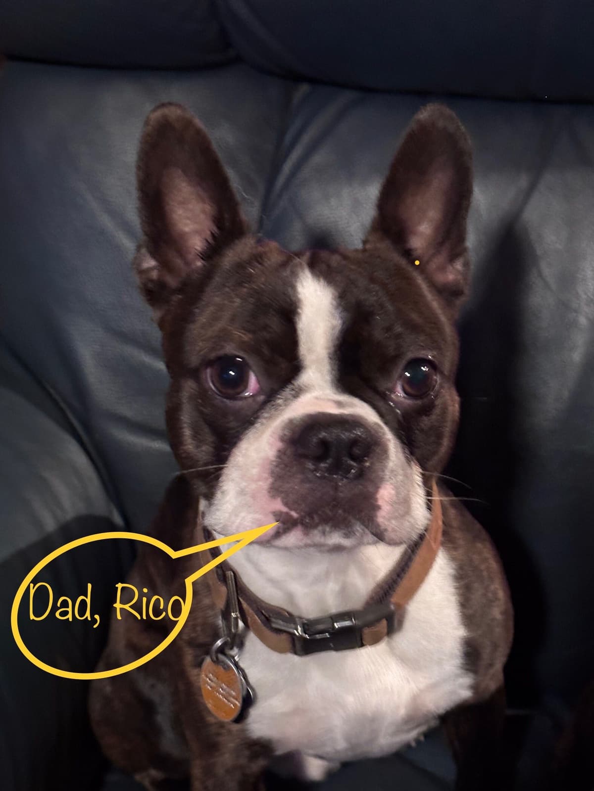 Boston Terrier Puppies breeder image 3