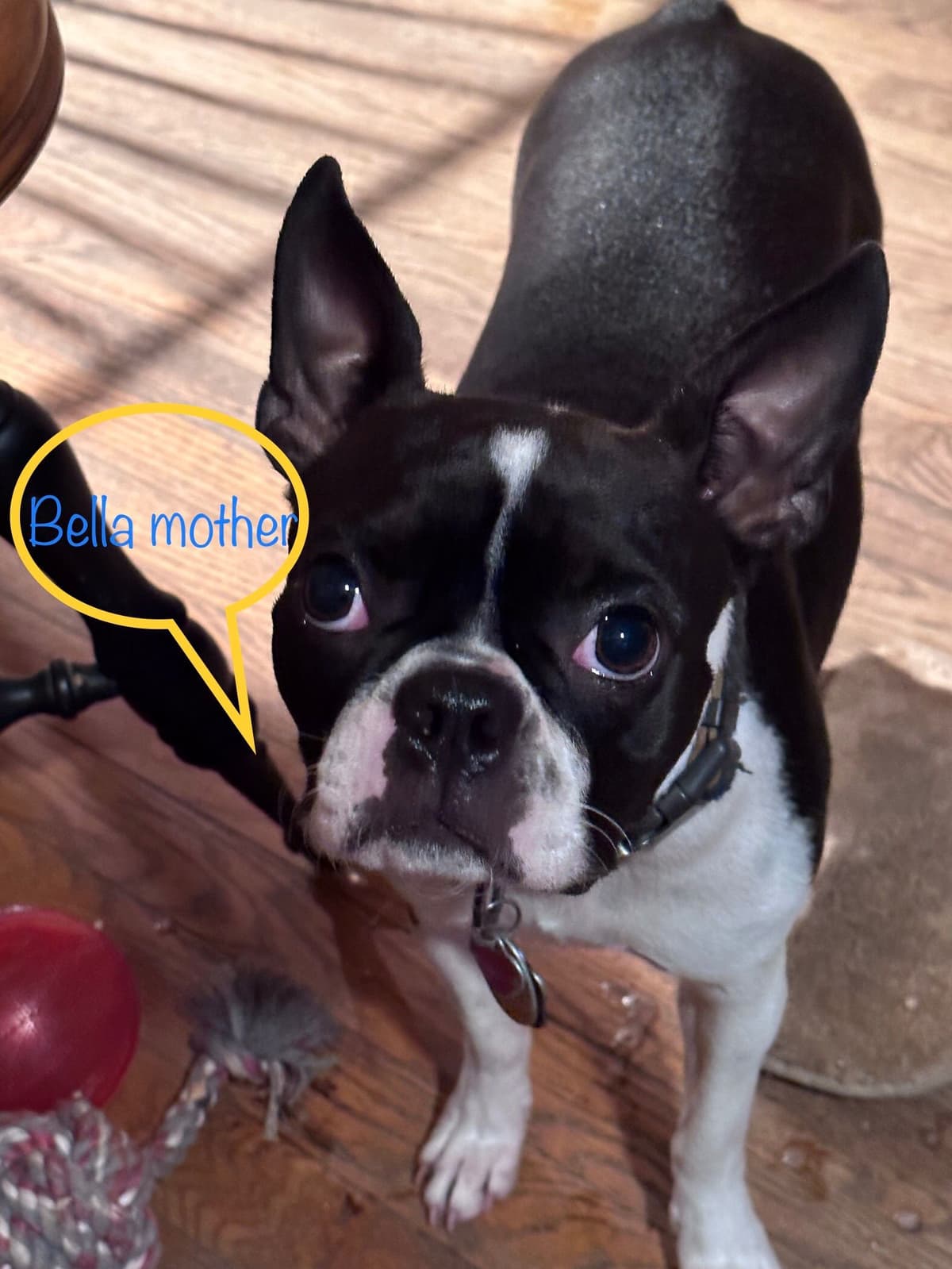 Boston Terrier Puppies breeder image 4