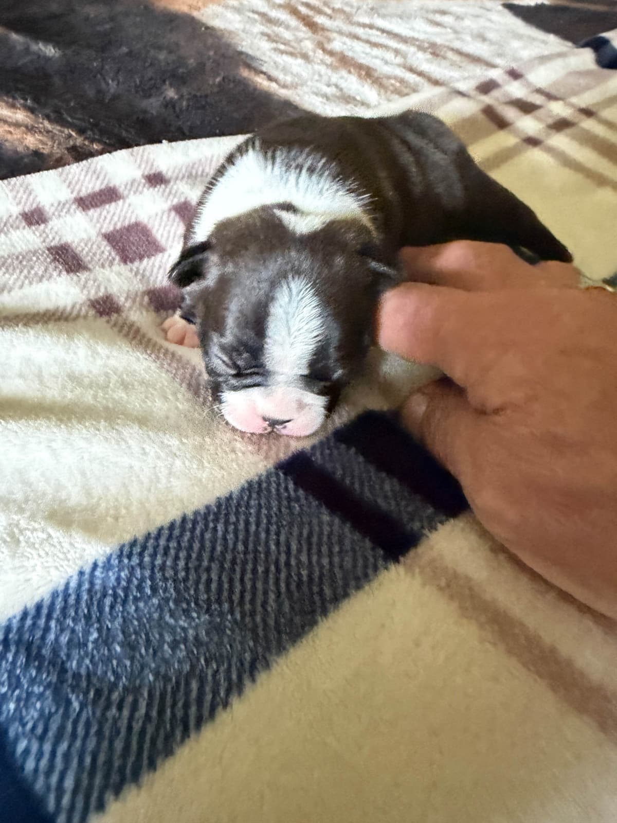 Boston Terrier Puppies breeder image 6