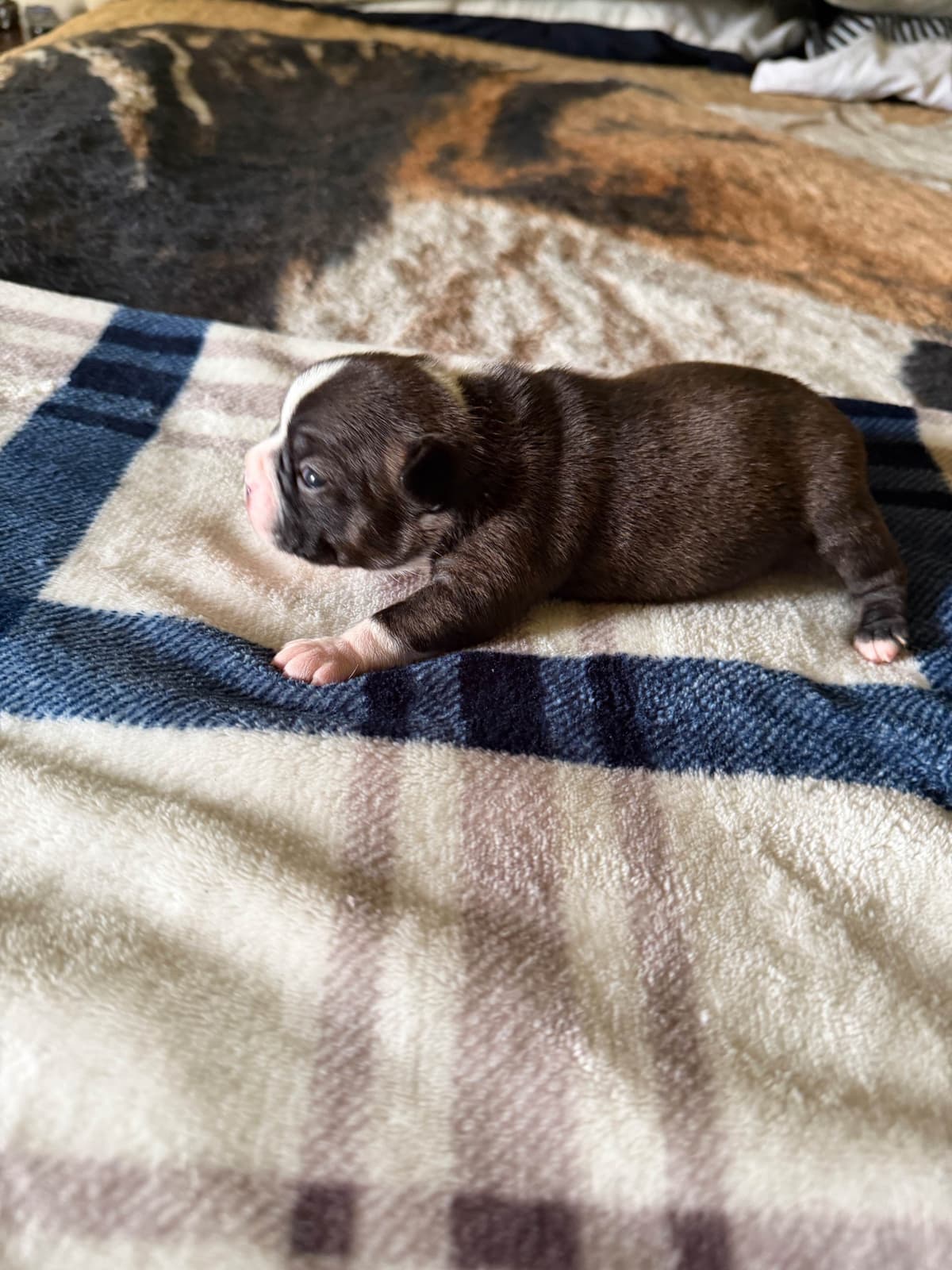 Boston Terrier Puppies breeder image 8