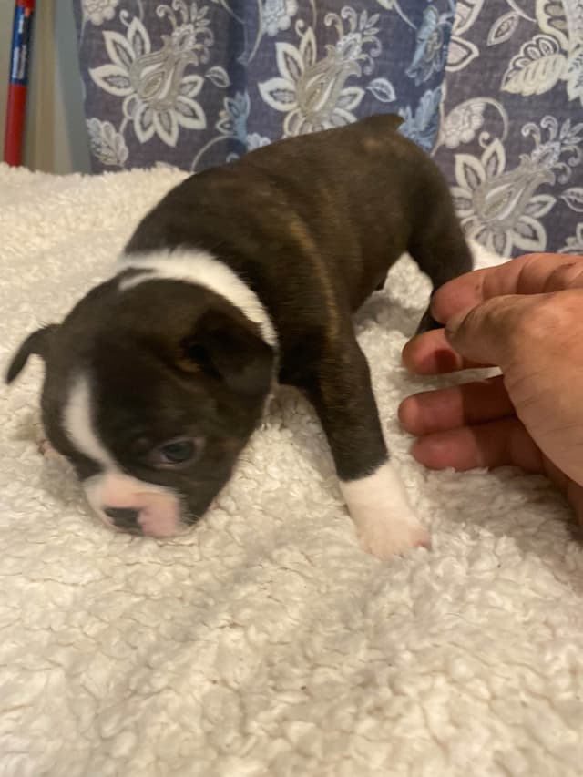 Boston Terrier Puppies media 2