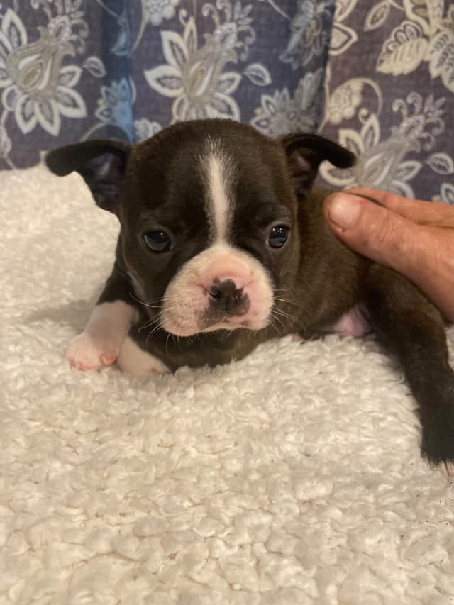Boston Terrier Puppies media 3