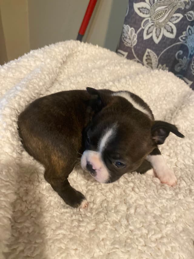 Boston Terrier Puppies media 4