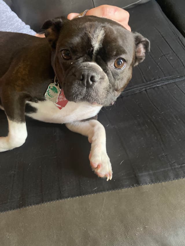 Boston Terrier Puppies media 5