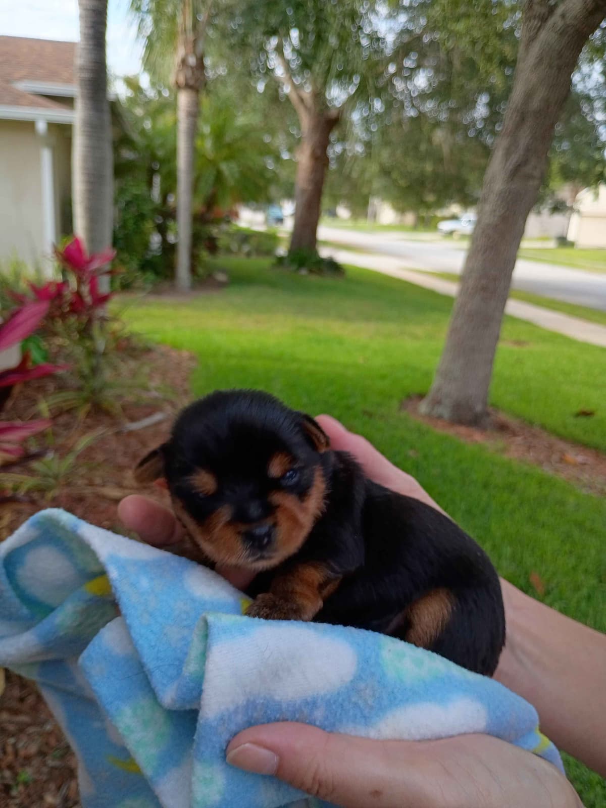 Yorkshire Terrier Puppies breeder image 4