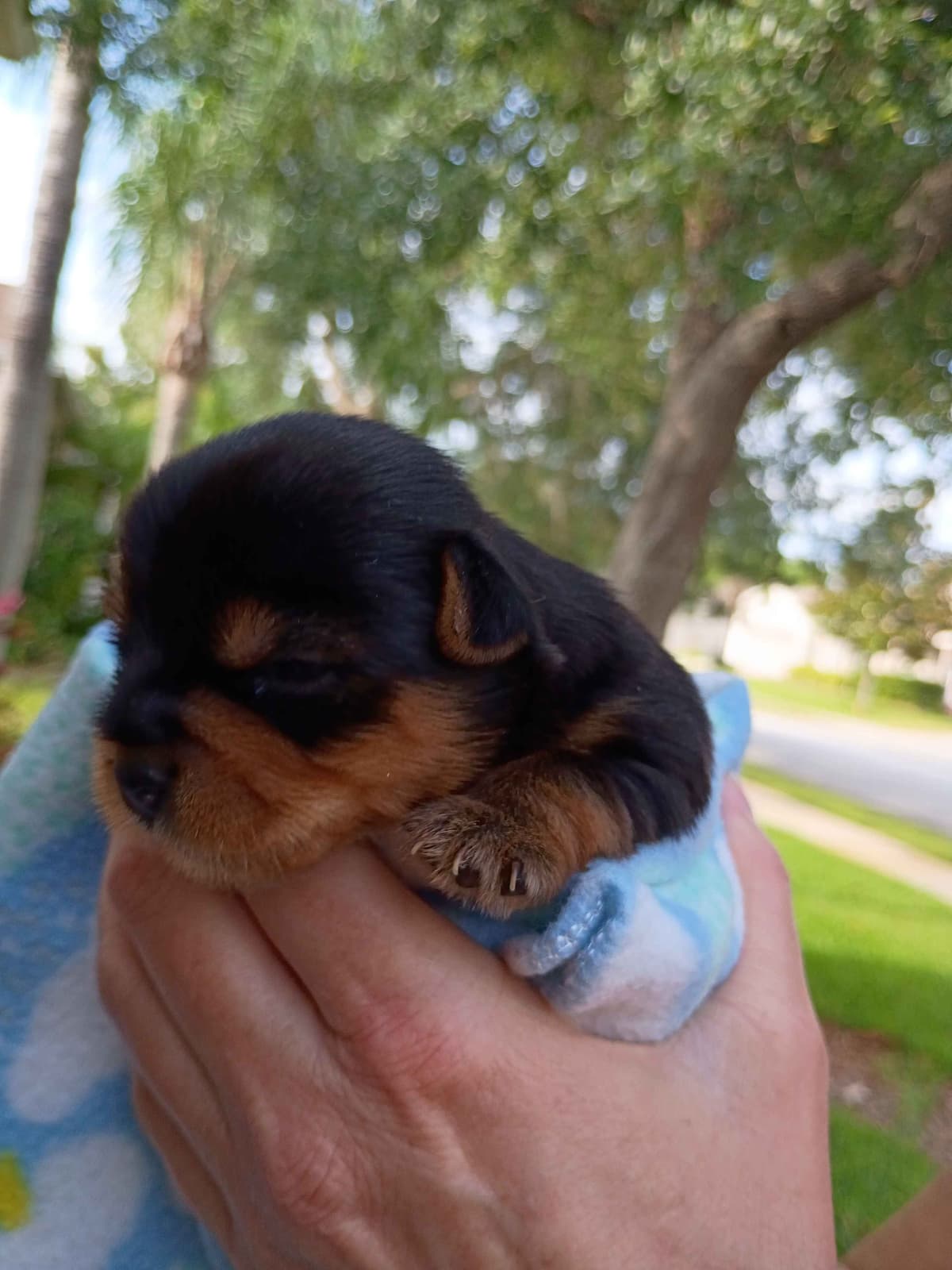 Yorkshire Terrier Puppies breeder image 5